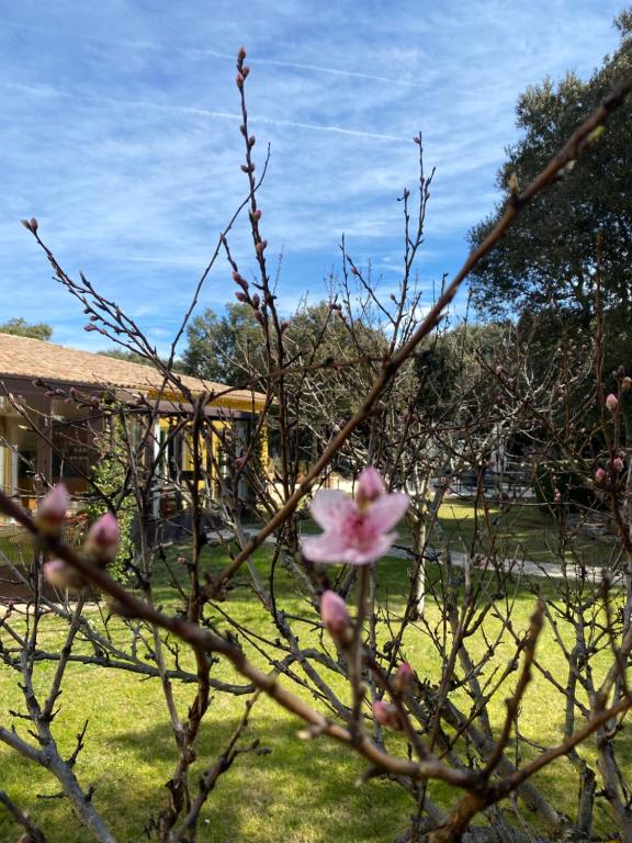 Zahrada ubytování Logis Hôtel La Bastide De Grignan & Restaurant "La Chênaie"