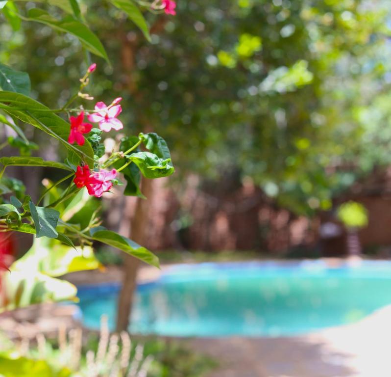 a plant with red flowers in front of a pool at Mawuya Lodge in Victoria Falls