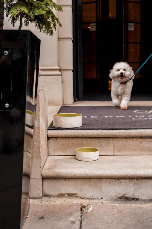 The Prince Akatoki London - Resim 32