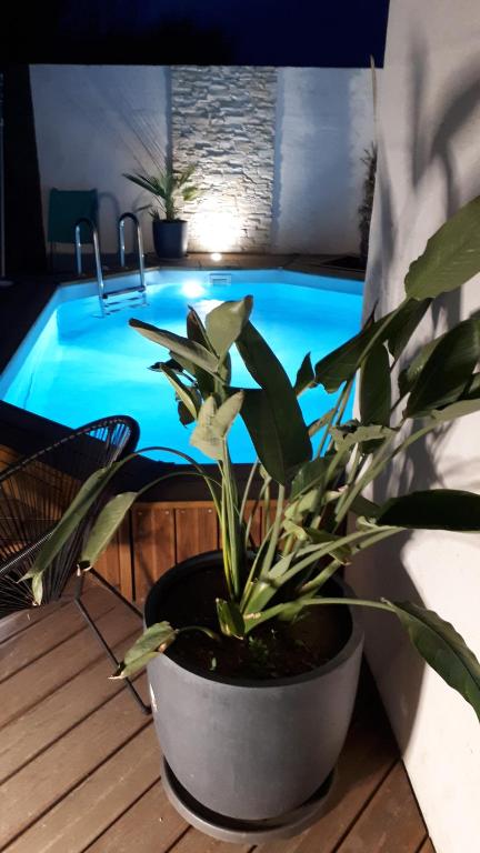 uma planta em vasos sentada ao lado de uma piscina em Le petit coin de Provence em Beaucaire