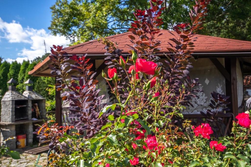 einen Garten mit roten Blumen vor einem Haus in der Unterkunft U Rybaka in Braniewo