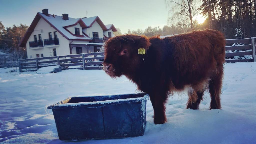 Zvieratá na farme alebo blízkom okolí