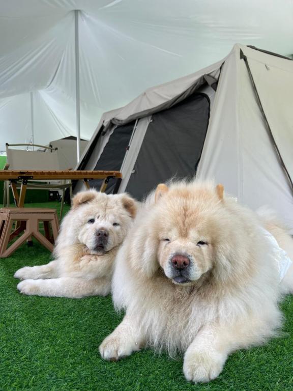 雲頂高原的住宿－iGo Glamz 爱狗露营 Pet Friendly Glamping，两只狗躺在帐篷旁边的草地上