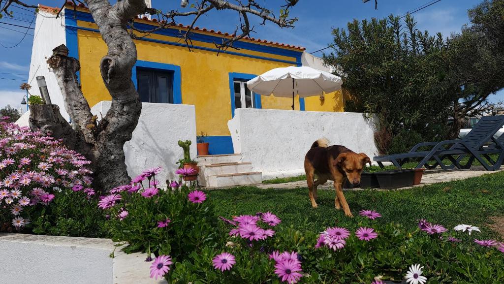 a dog standing in the grass in front of a house at Monte da ti Luzia in Faro