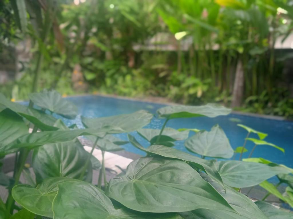 Tanah Semujan Ubud - 8