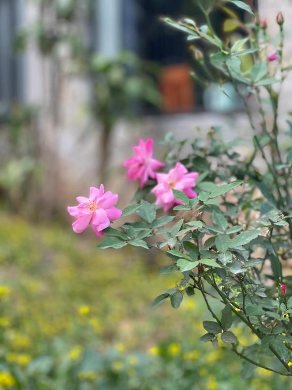 Trang an green river homestay - 10