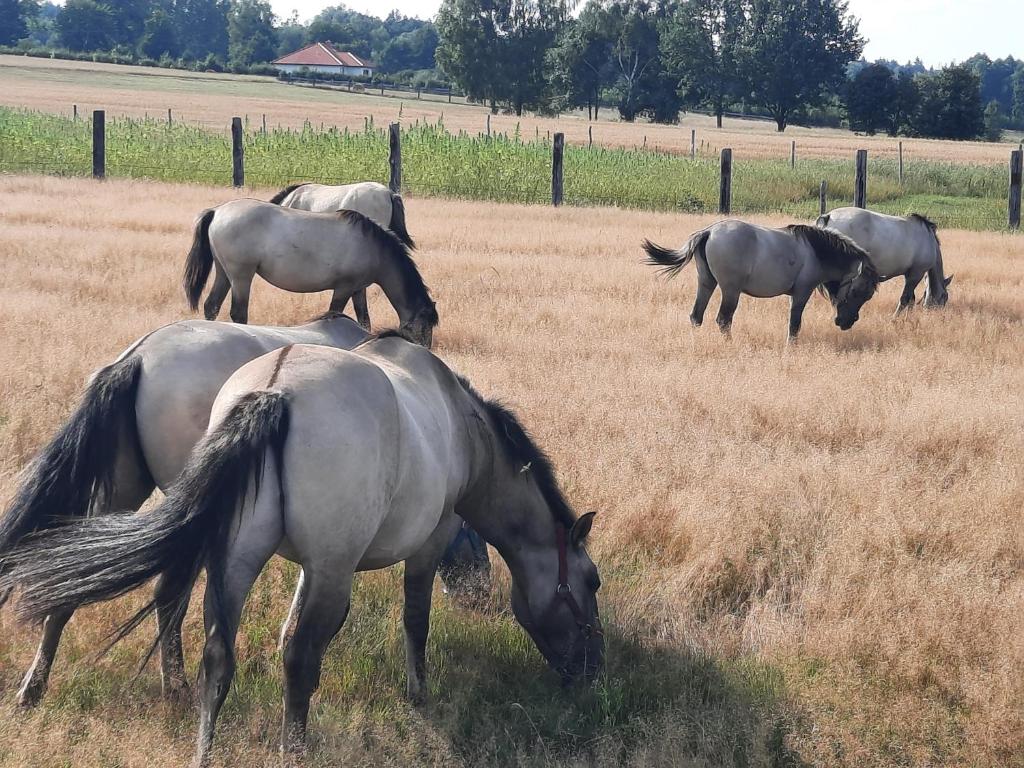 grupa koni pasących się na polu w obiekcie Stajnia Bukwica w mieście Narewka