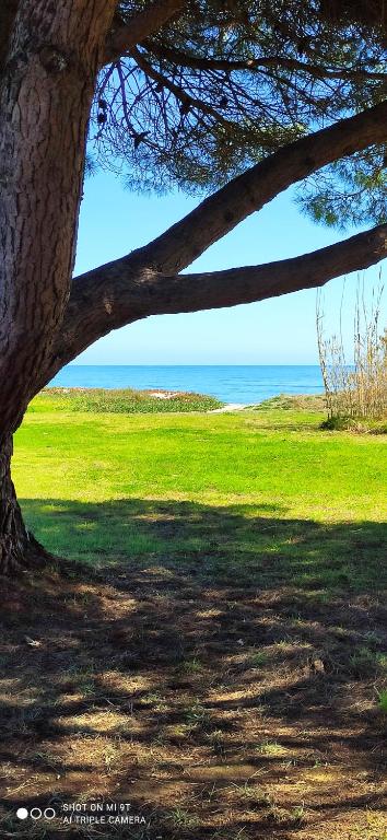 un arbre dans un champ avec vue sur l'océan dans l'établissement maison, mer, piscine, parking, à Poggio-Mezzana