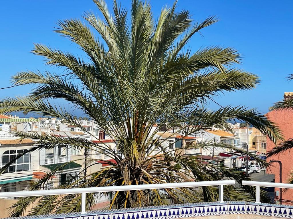 Fotografie z fotogalerie ubytování Anna's garden v destinaci Torrevieja