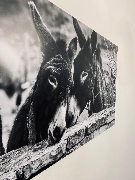 Zvířata v apartmánu nebo okolí