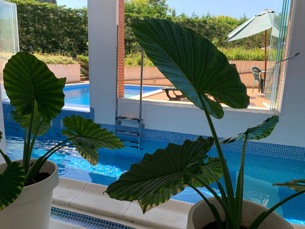 a house with a swimming pool and two plants at Apartamentos Harrigorri in Barrika
