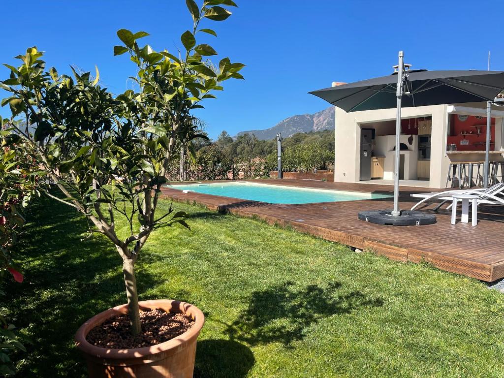 un albero in un vaso accanto alla piscina di Magnifique villa récente entre mer et montagne située entre Ajaccio et Porticcio a Cauro