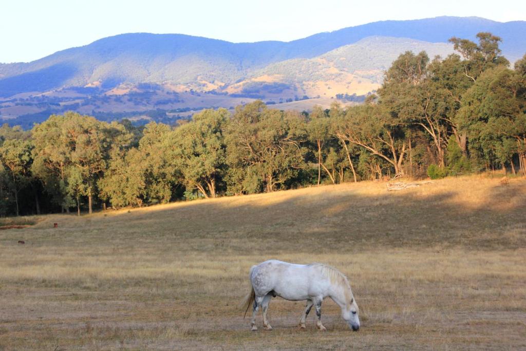 a white horse grazing in a field with mountains in the background at Yackandandah farm homestead in Yackandandah