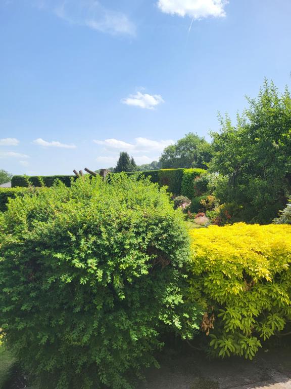 a group of bushes with yellow flowers in a garden at The Garden Rooms at Tannery House in Bakewell