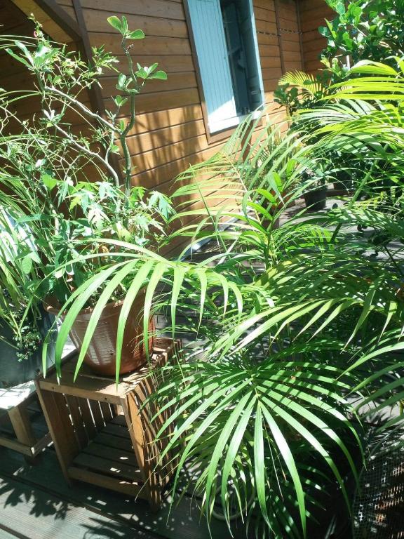 a garden with lots of plants and a bench at Meublé de la vallée in Saint-Pierre