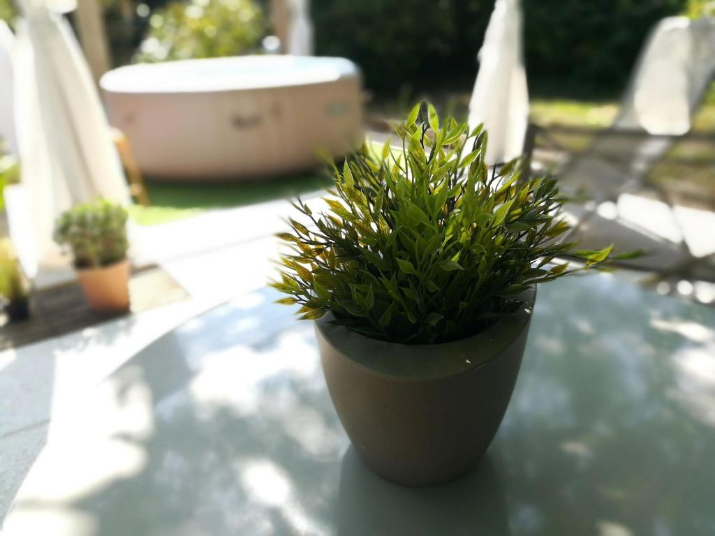 uma planta em um vaso sentado em uma mesa em Le Patio 4*. SPA, jardin, piscine en provence, proche Grignan em Saint-Paul-Trois-Châteaux