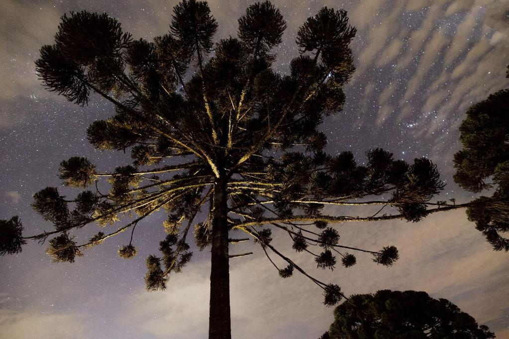 a pine tree with star trails in the sky at Reserva Cabanas in Balsa Nova