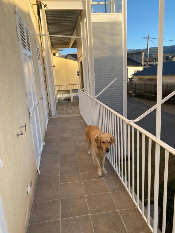 a brown dog standing on the porch of a house at Chez Hélène 3 étoiles, labellisé disabled PMR,pour 4 personnes chiens bienvenus-pet friendly in Bourg-Madame