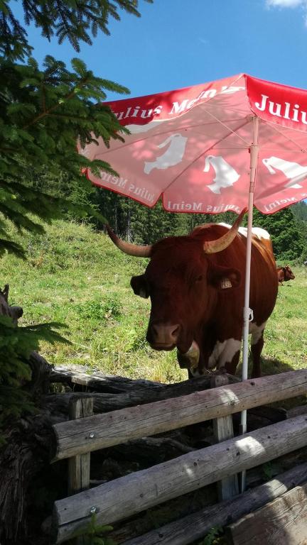 Zvířata v hotelu nebo okolí