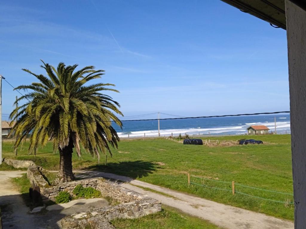 a palm tree in a field next to the beach at La Corralada de Merón in San Vicente de la Barquera