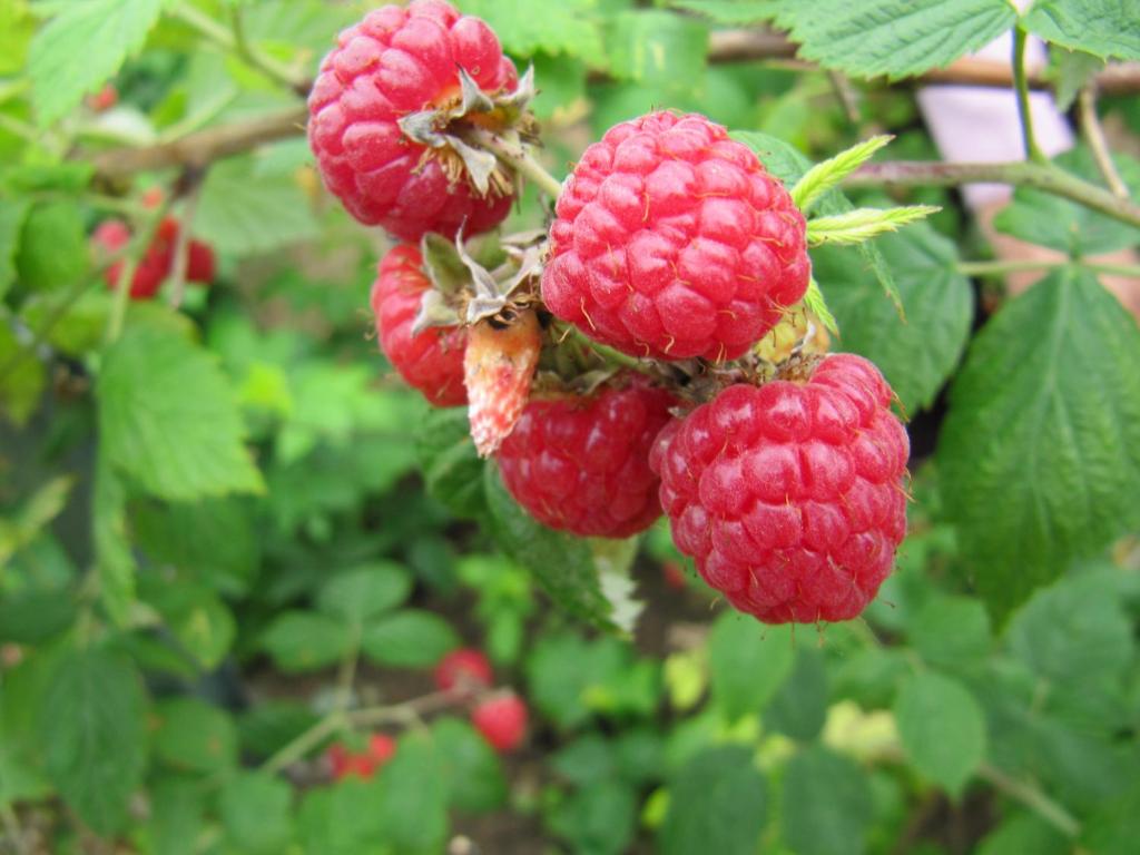 a bunch of raspberries hanging from a tree at La Tante in San Carlos de Bariloche