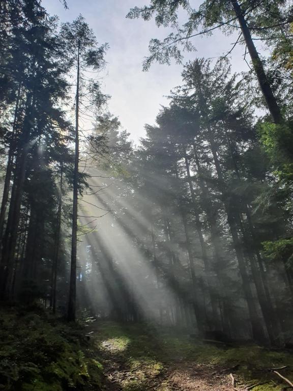 a misty forest with rays of light in the trees at Apartma Ribnica na Pohorju in Ribnica na Pohorju