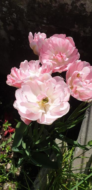 a group of pink flowers in a vase at B&B VILLA ROSA in Anzino
