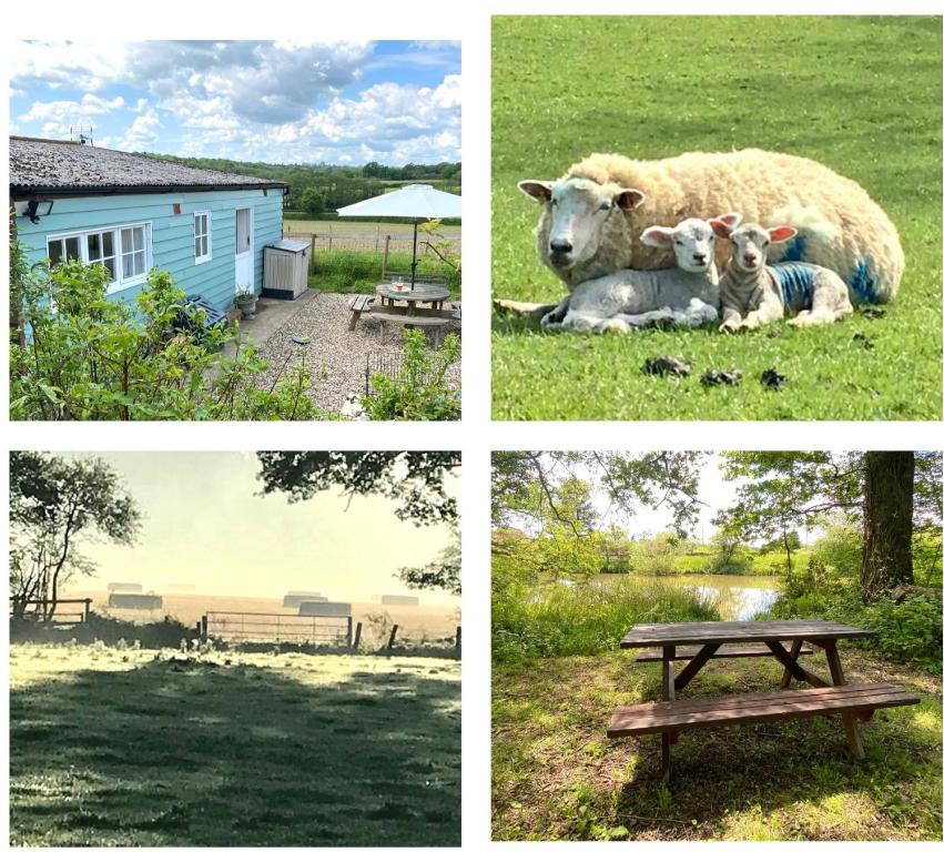 a collage of four pictures with a sheep and a bench at Rural Retreat in Idyllic Countryside - fishing & walks in Hawkhurst