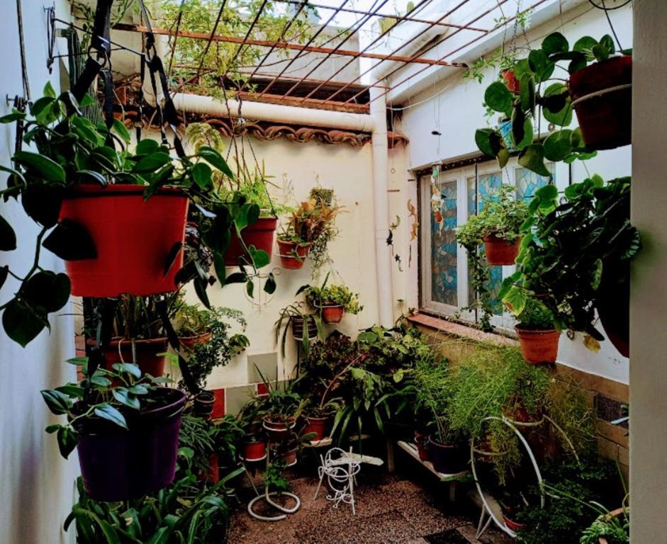 un invernadero lleno de muchas plantas en macetas en Descanso en casa de familia en Salta