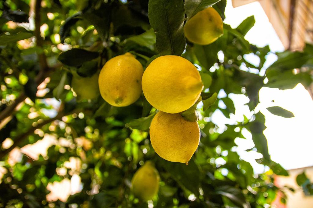 un montón de fruta amarilla colgando de un árbol en Fior di Limone en Sestri Levante