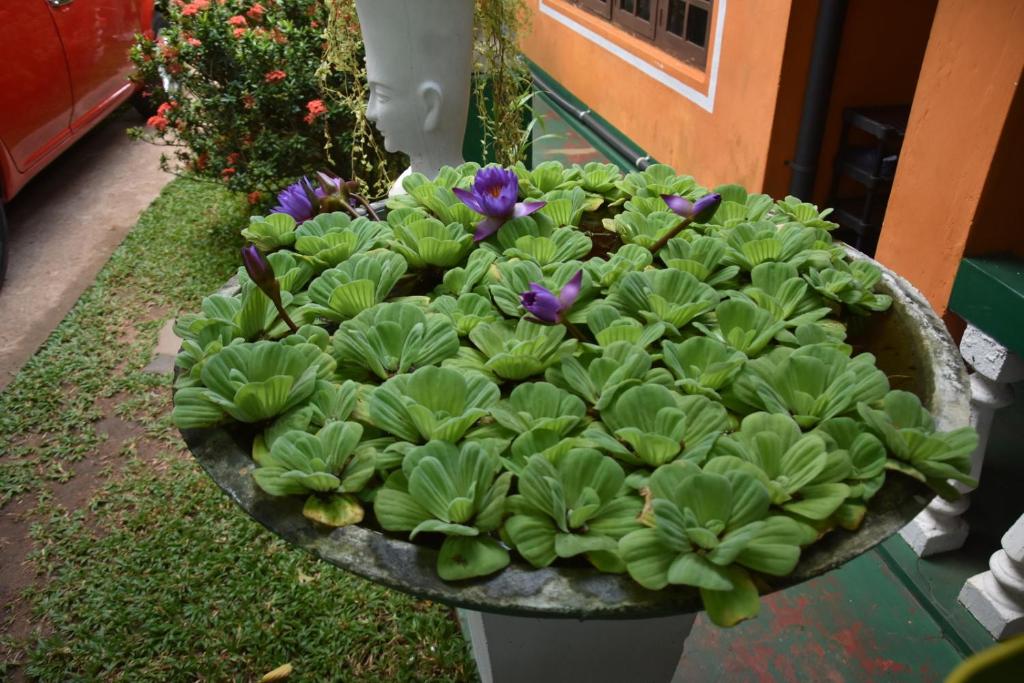 Zahrada ubytování S P City Resort