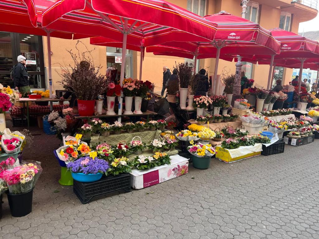 Studio apartman Luka - 12