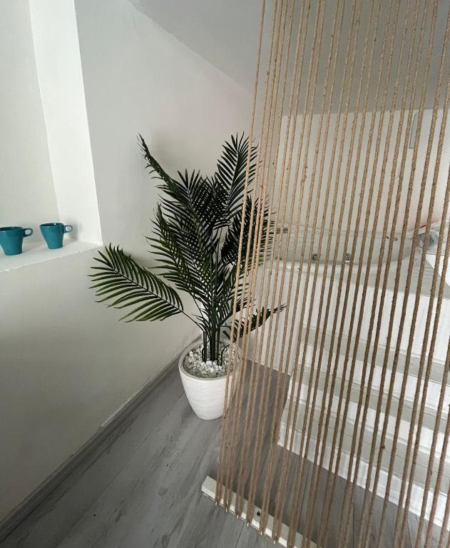 a plant in a white pot next to a window at HomeSuite22 in Diamante