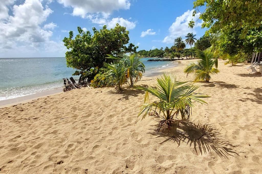 a sandy beach with palm trees and the ocean at Studio &quot;Prestige&quot; Sainte Luce in Sainte-Luce