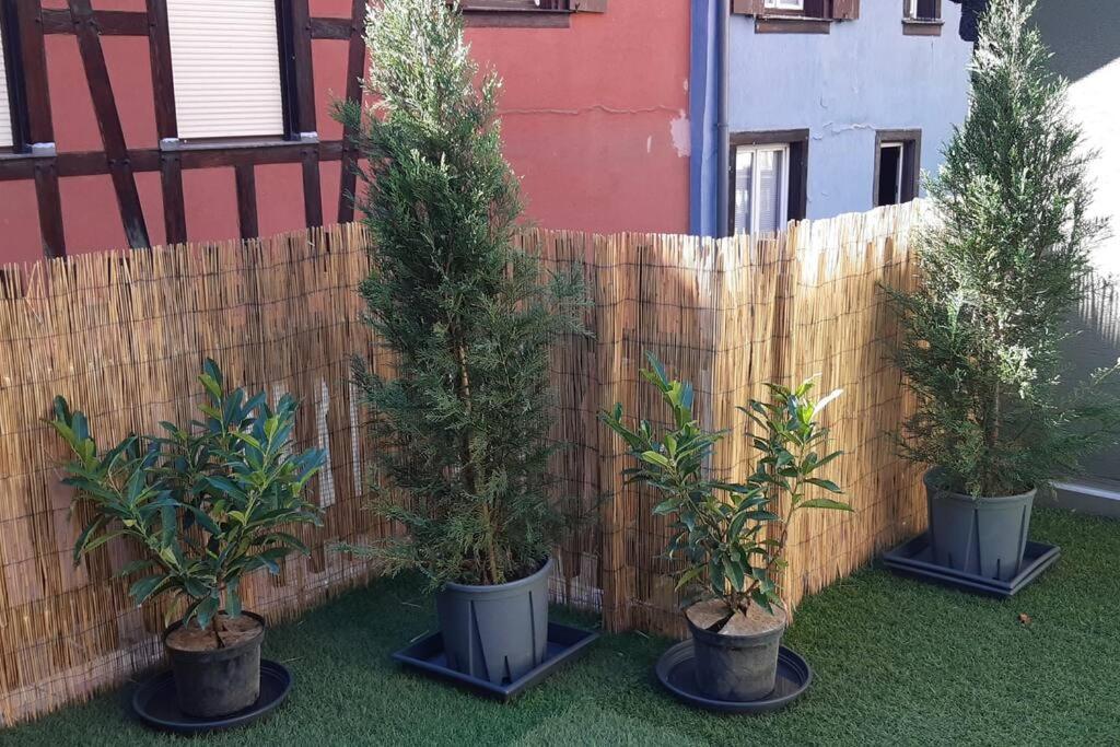 four potted trees in pots in front of a fence at L'Appart avec terrasse - centre historique in Barr