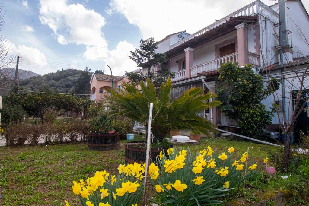 a garden with yellow flowers in front of a house at Georgias Loft Acharavi Corfu in Acharavi