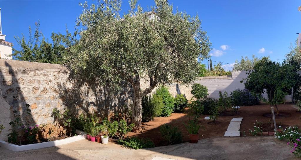 un arbre dans un jardin à côté d'un mur dans l'établissement Olga's Place, à Spetses