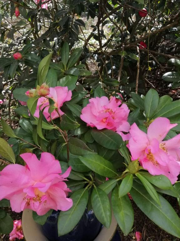 Une bande de fleurs roses dans un pot dans l'établissement Le Camélia, à Vaux-le-Pénil