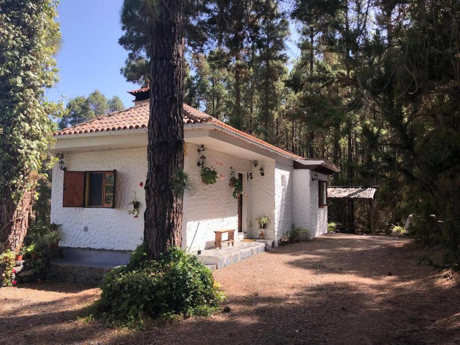 een klein wit huis met een boom ervoor bij Floral garden house in Icod de los Vinos