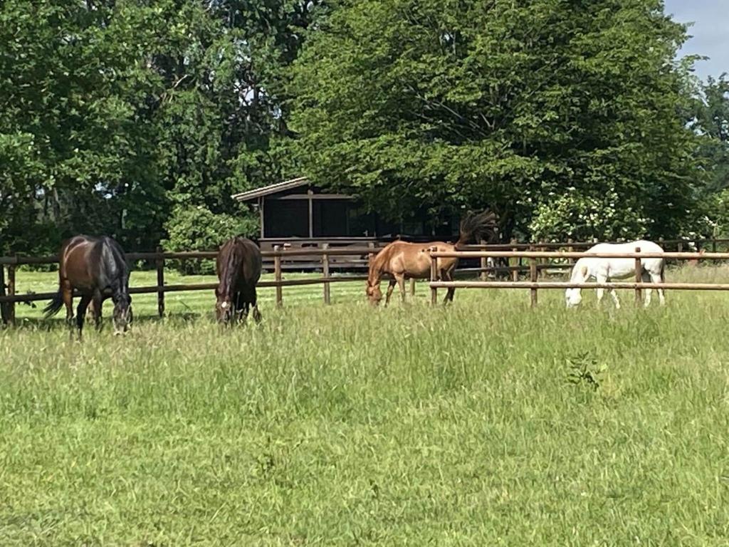 eine Gruppe von Pferden, die auf einem Feld weiden in der Unterkunft Cozy holiday home on a horse farm in the Lüneburg Heath in Eschede