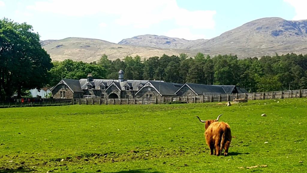 a cow standing in a field in front of a house at The Bothy, Gallin, Glenlyon, Perthshire 