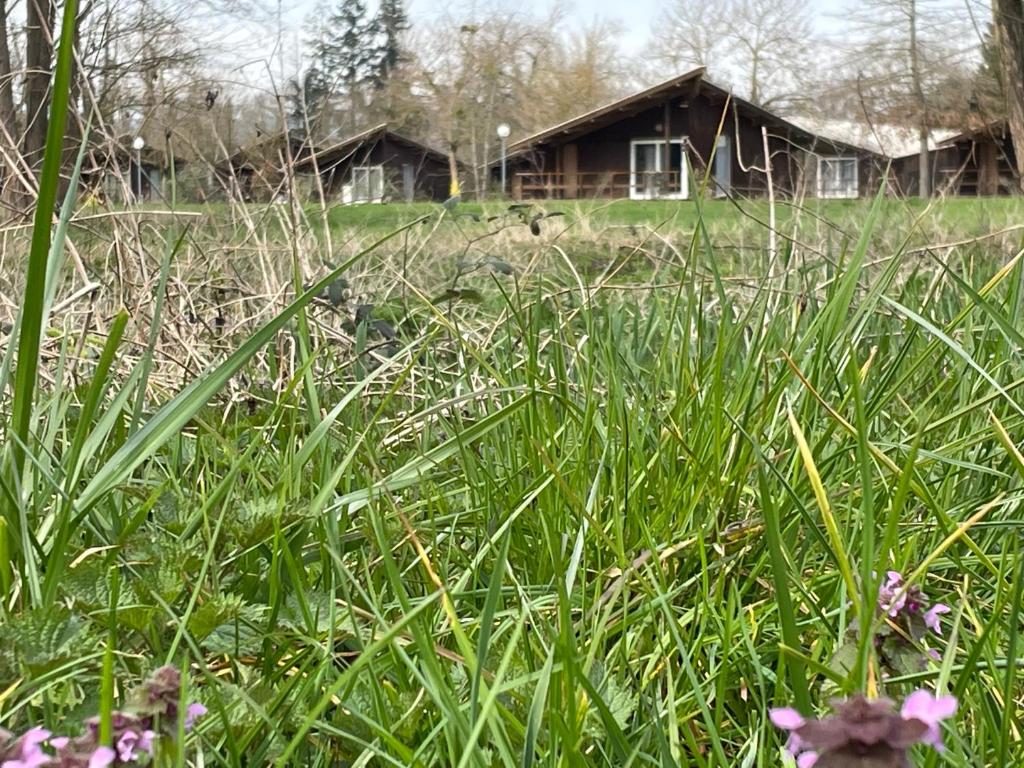 un champ d'herbe haute avec une maison en arrière-plan dans l'établissement CAMPING DE LA CHALARONNE, à Saint-Didier-sur-Chalaronne
