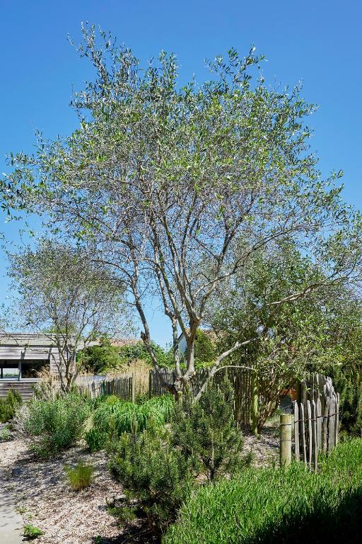 a tree in a yard next to a fence at La Cremaillere Hôtel-Restaurant in Courseulles-sur-Mer