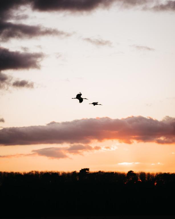 two birds flying in the sky at sunset at AlmaLusa Comporta in Comporta