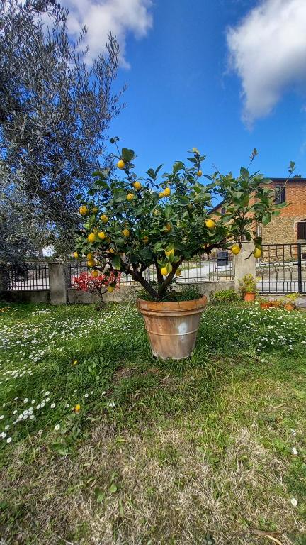 Zahrada ubytování OPERA21 TUSCANY SINGLE HOUSE LUCIGNANO