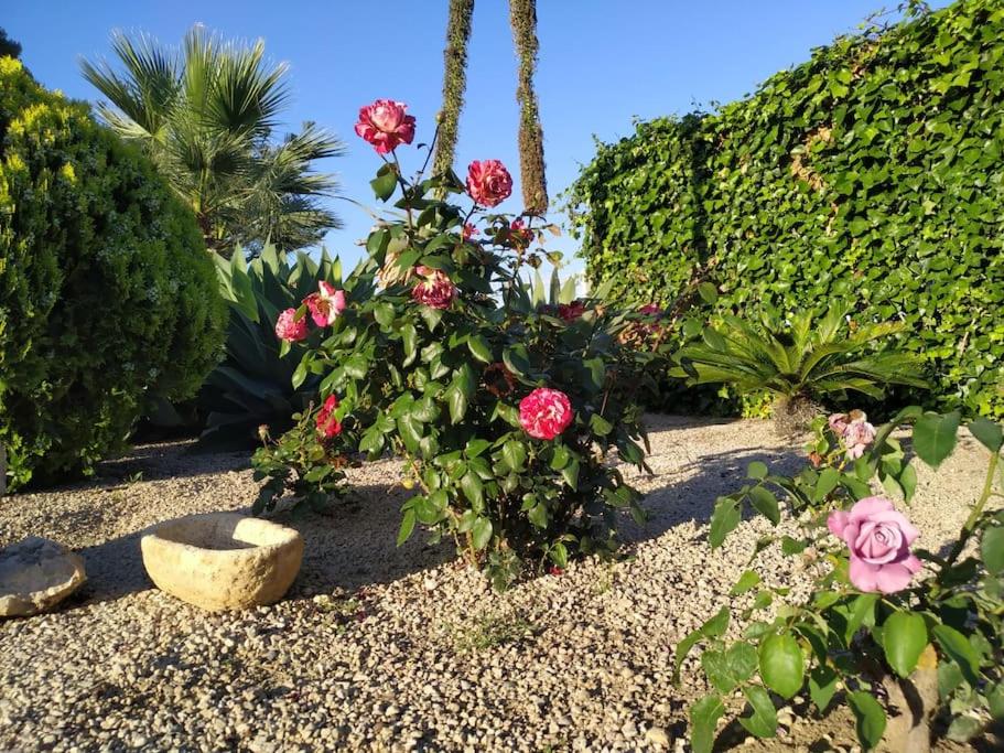 A garden outside Casa Lorena