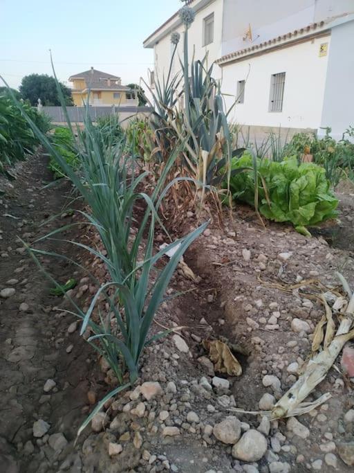 A garden outside Casa Lorena