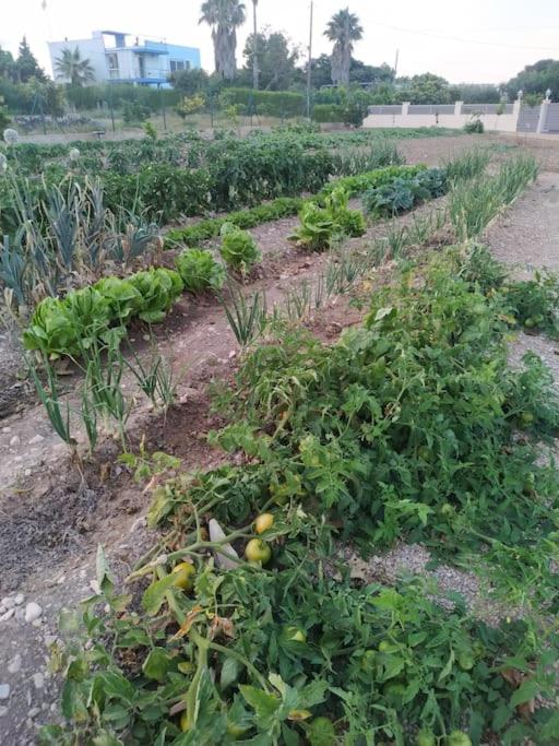 A garden outside Casa Lorena
