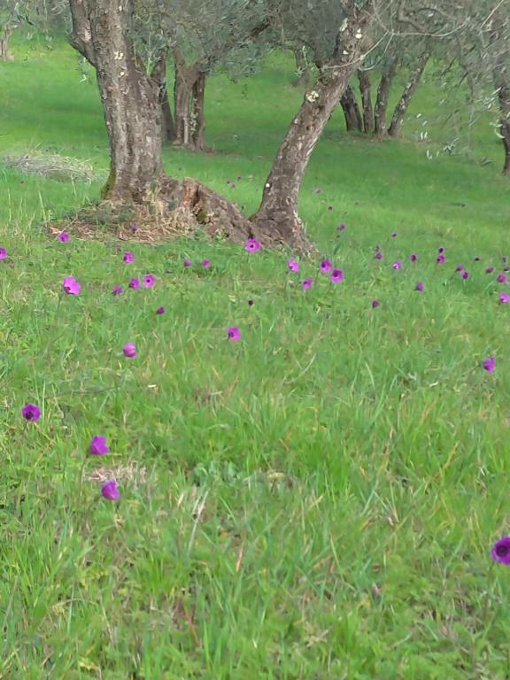 Poggio Gherardo - 12