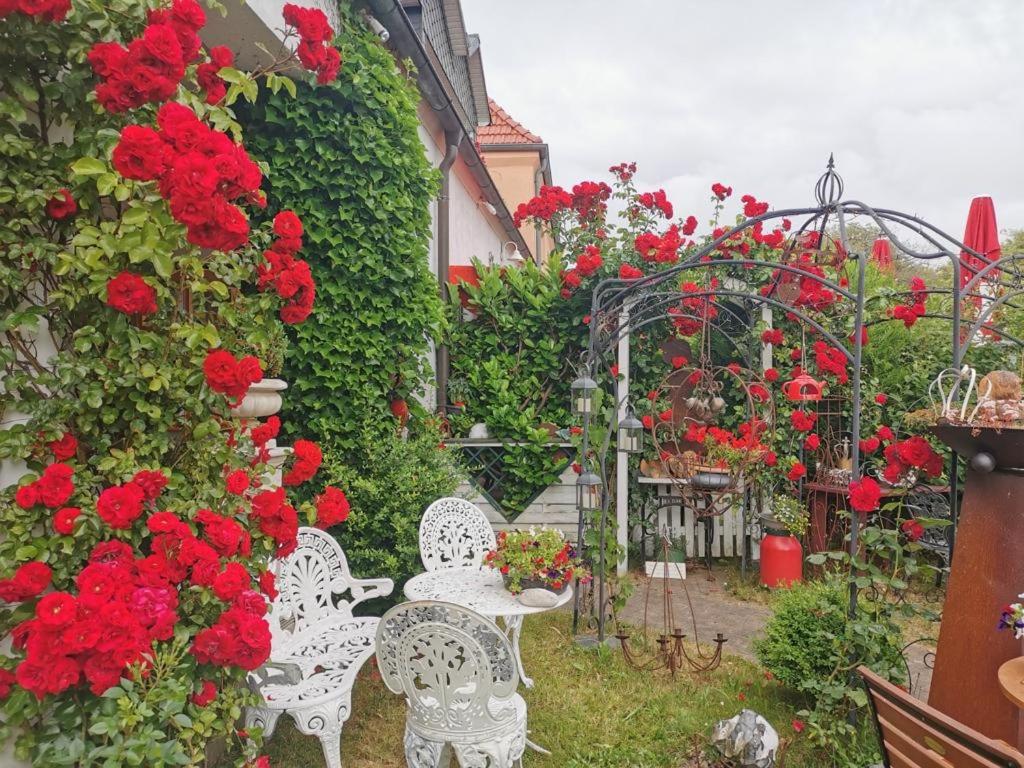 een tuin met witte stoelen en rode bloemen bij cafesahne u Pension in Dranske